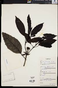 Aucuba japonica image