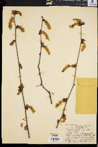 Corylopsis spicata image