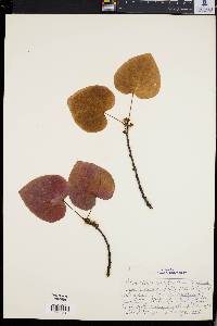 Disanthus cercidifolius image