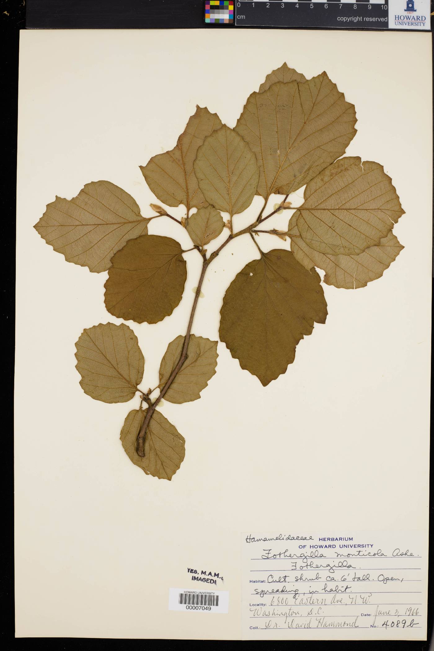 Fothergilla monticola image