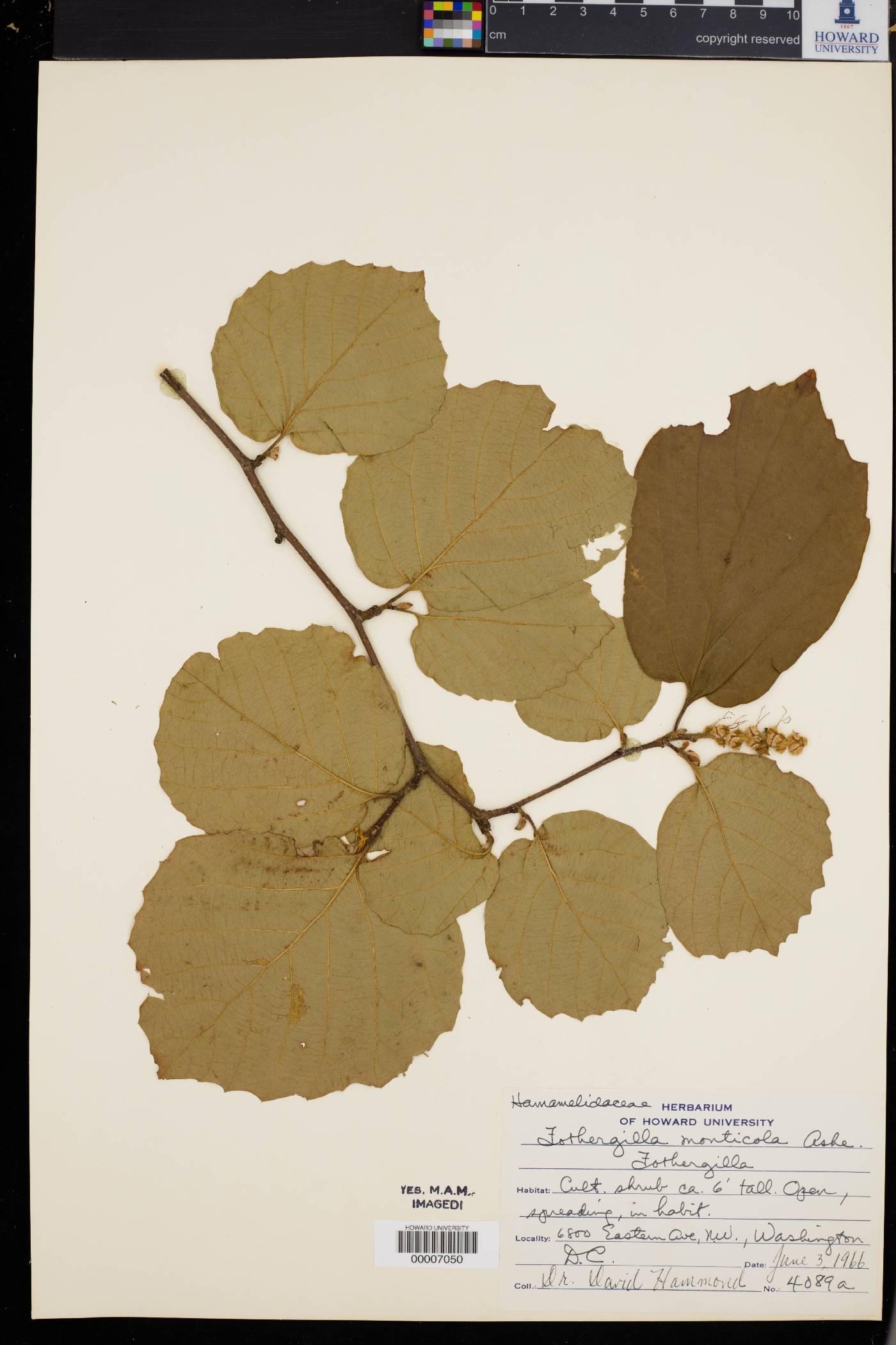 Fothergilla monticola image