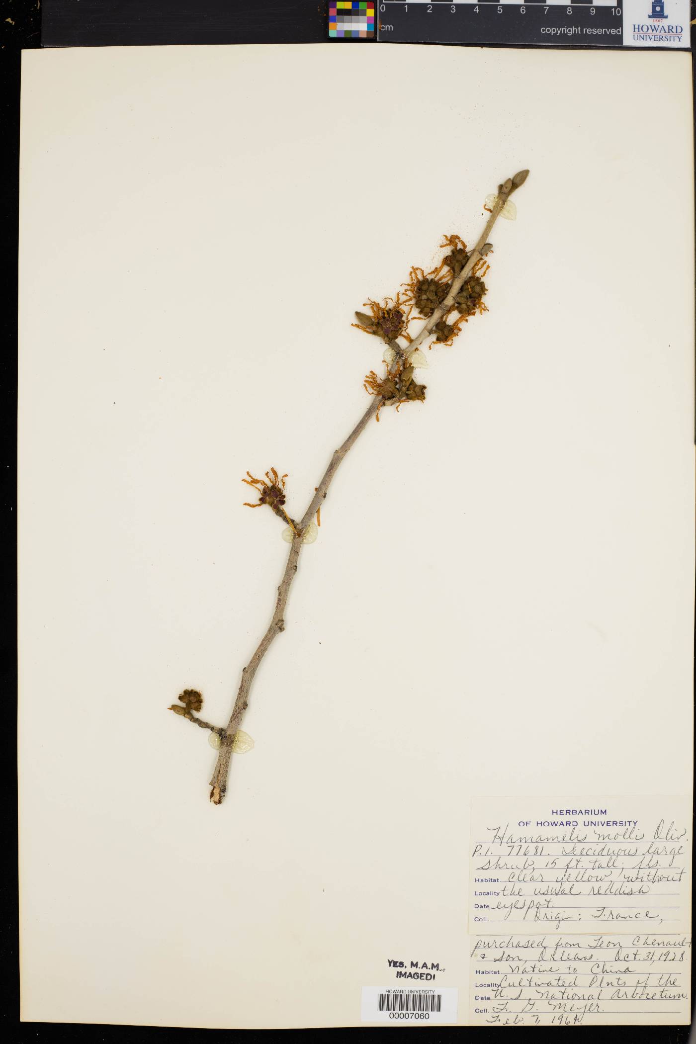 Hamamelis mollis image