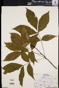 Carya glabra var. glabra image