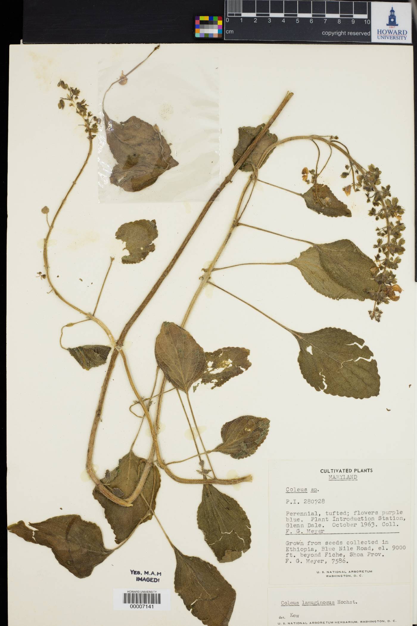 Plectranthus lanuginosus image