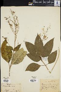 Collinsonia canadensis image