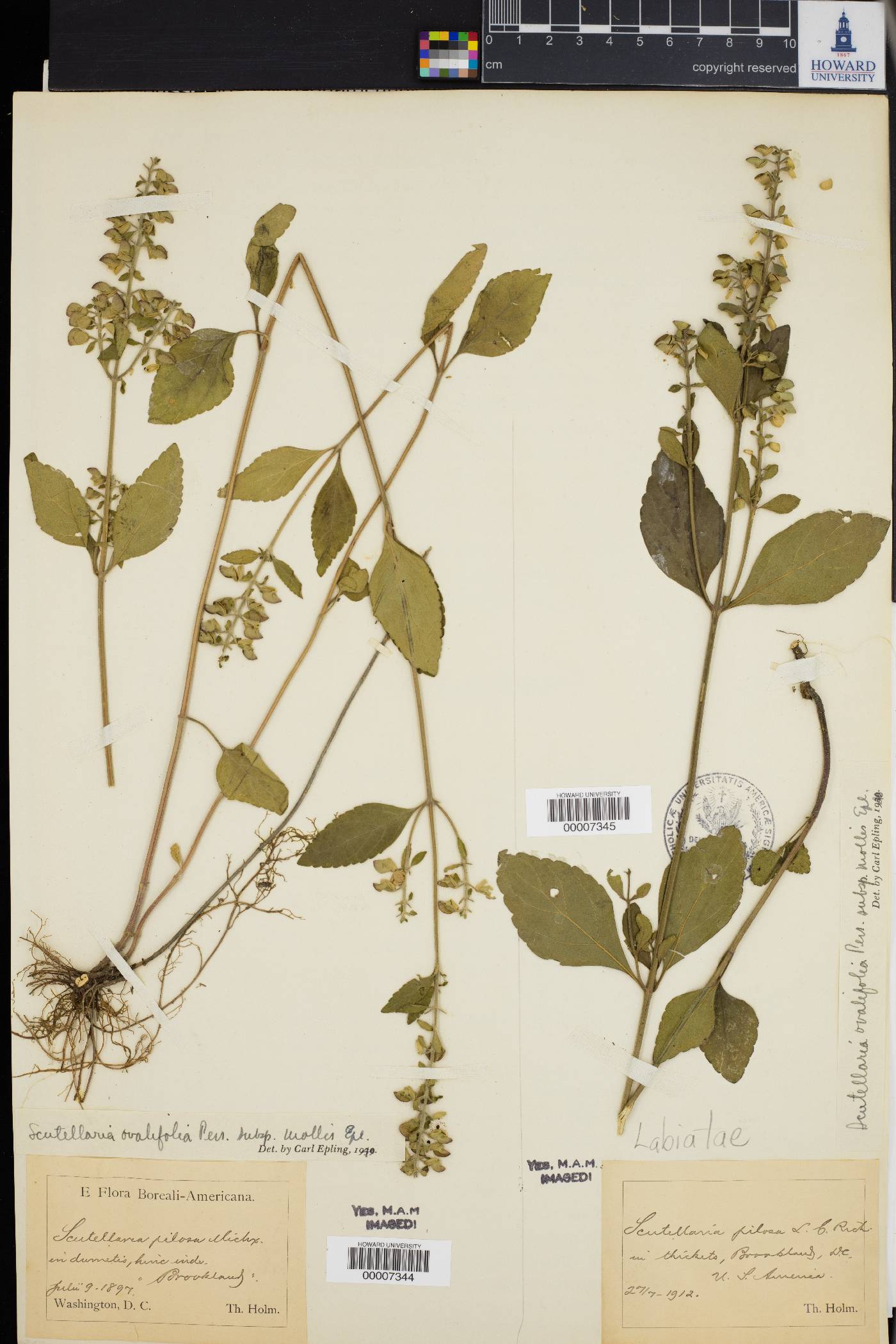 Scutellaria ovalifolia subsp. mollis image