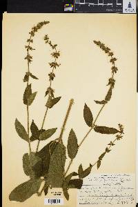 Stachys eplingii image