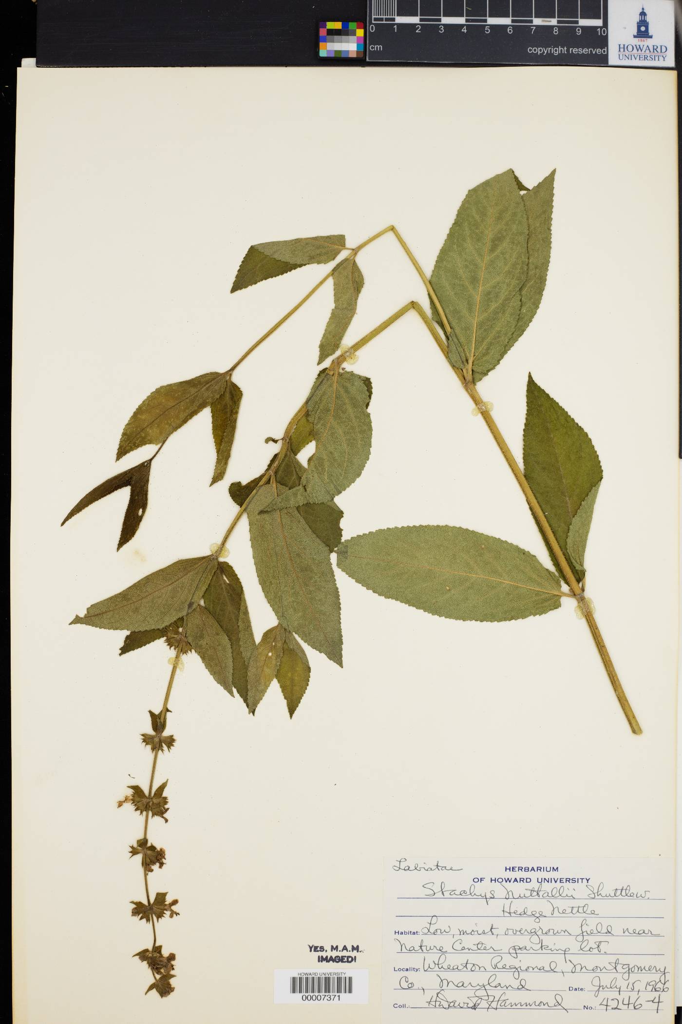 Stachys eplingii image