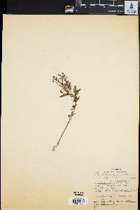 Trichostema dichotomum image