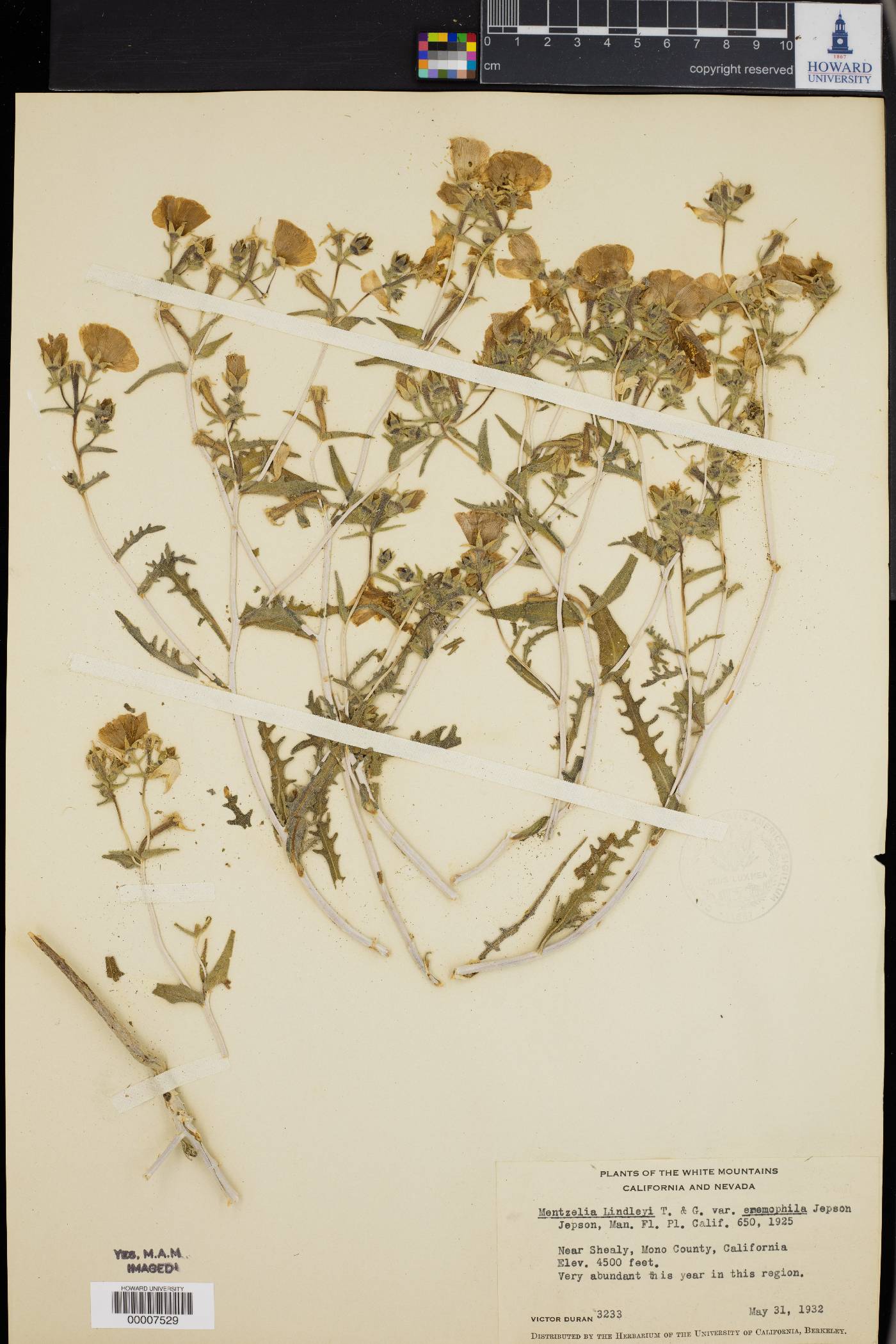Mentzelia lindleyi var. eremophila image