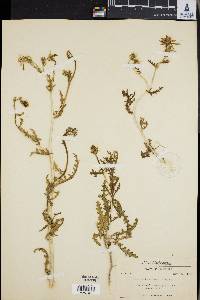 Mentzelia chrysantha image