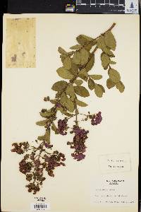 Lagerstroemia indica image