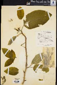 Magnolia acuminata image