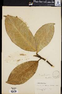 Magnolia grandiflora image