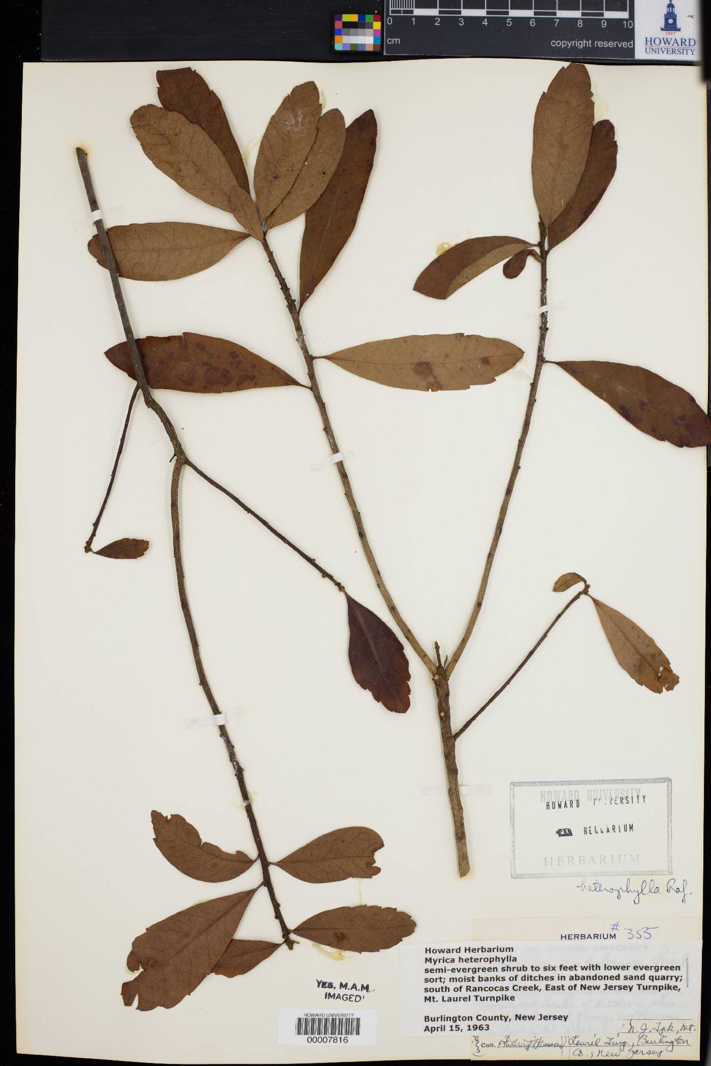 Myrica heterophylla image