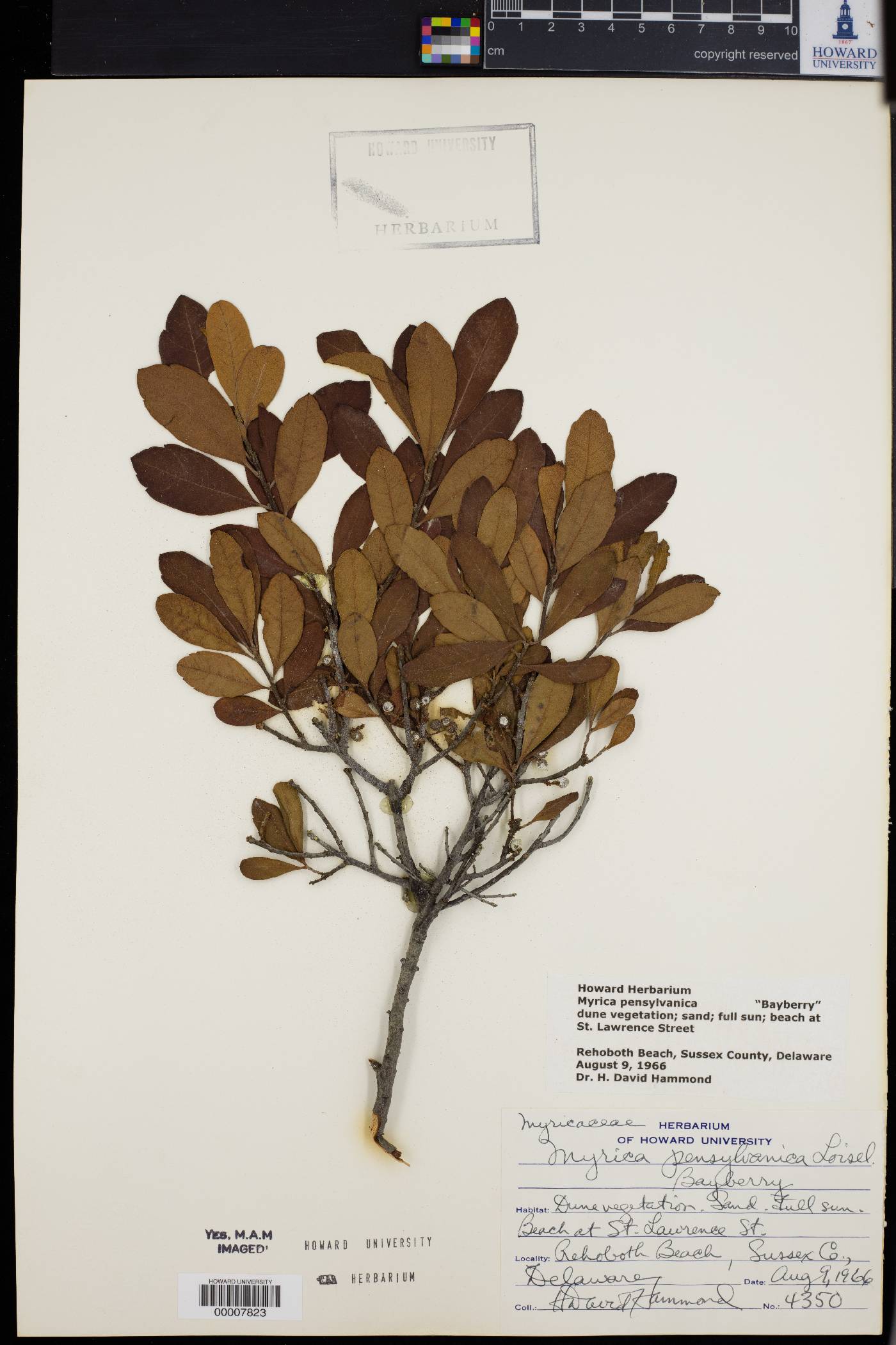 Myrica pensylvanica image