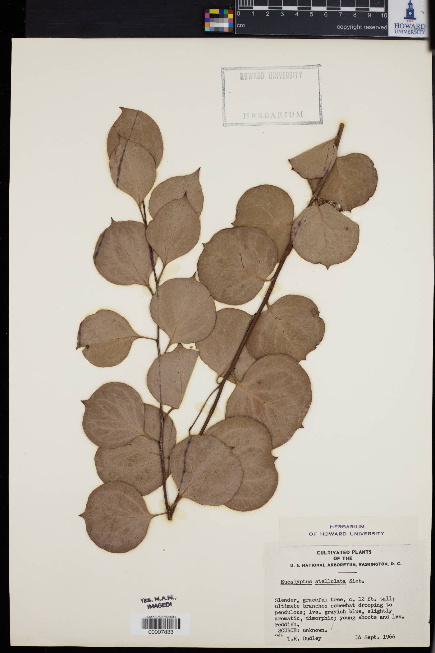 Eucalyptus stellulata image