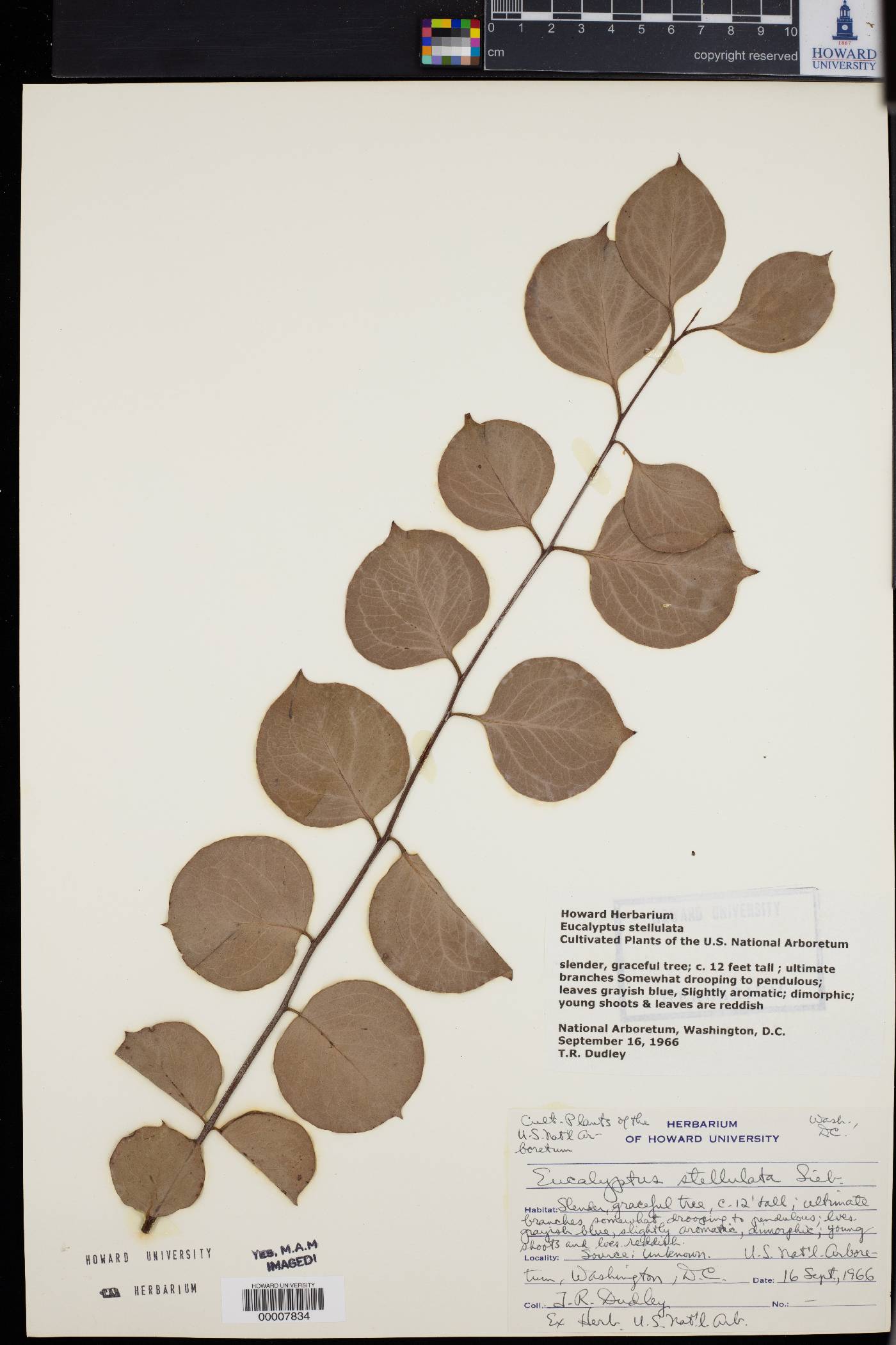 Eucalyptus stellulata image