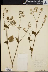 Mirabilis nyctaginea image