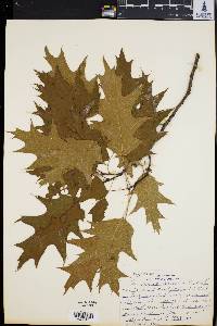 Quercus borealis image
