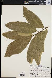 Quercus imbricaria image