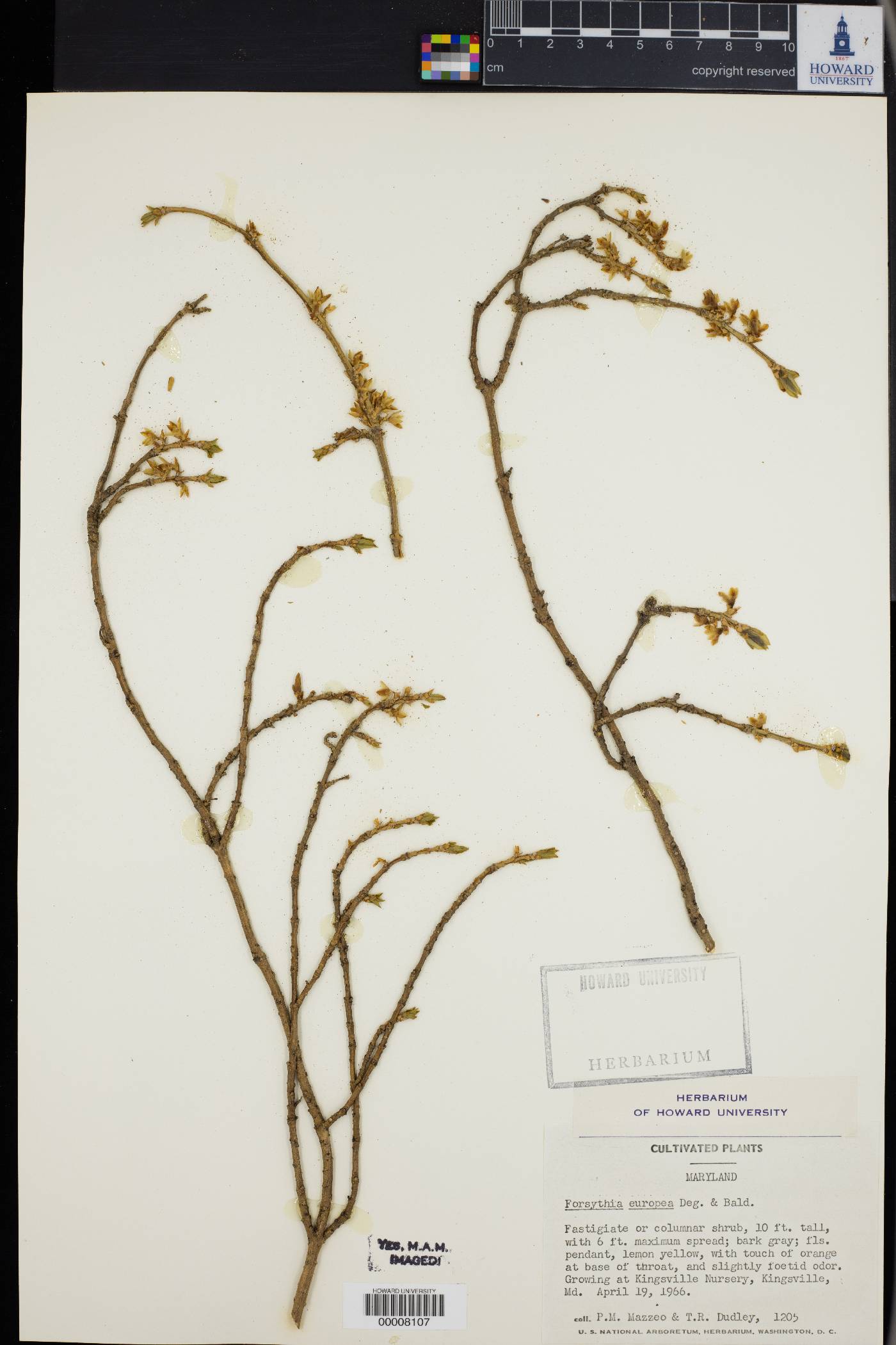 Forsythia europaea image