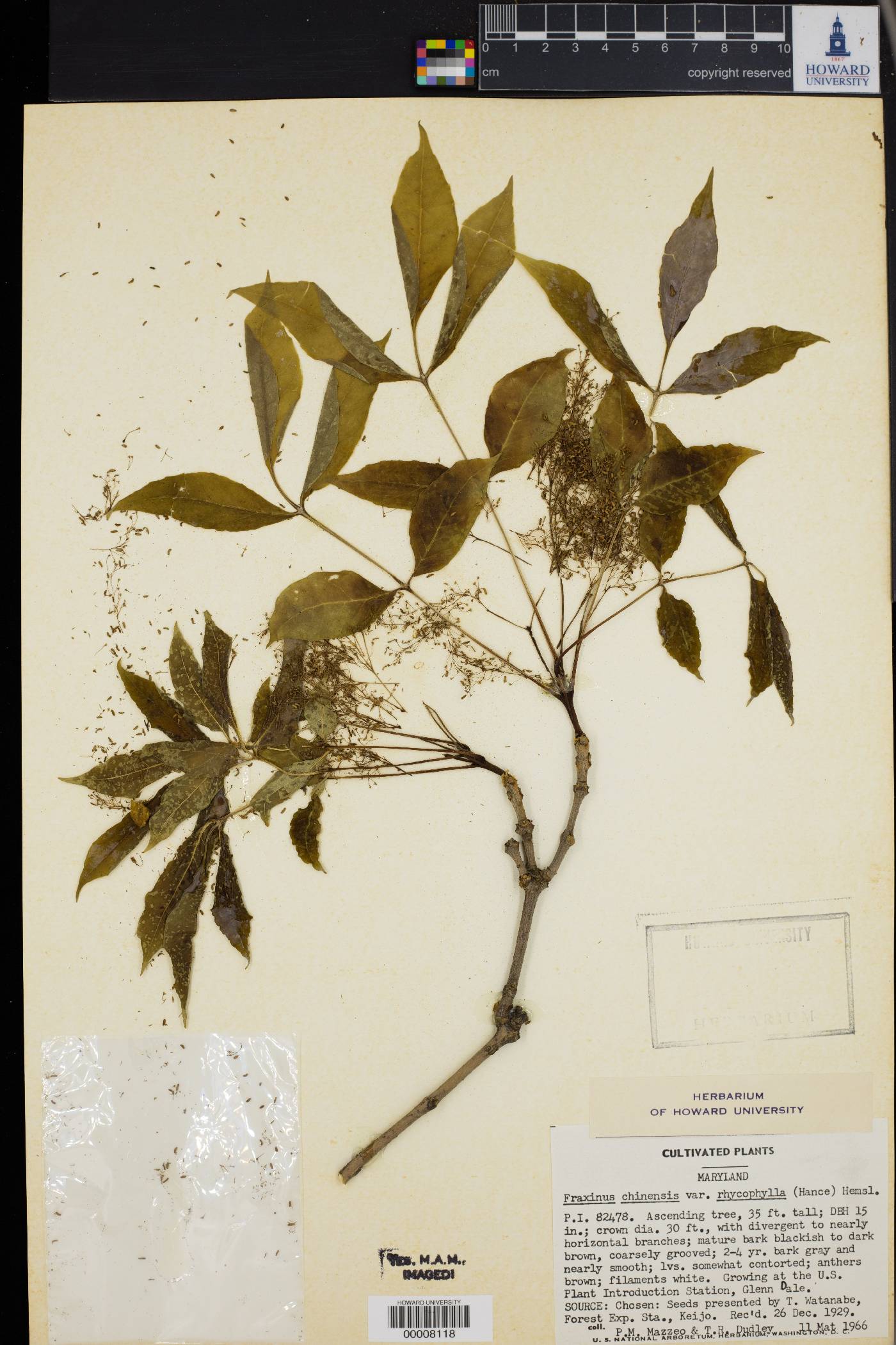 Fraxinus chinensis subsp. rhynchophylla image