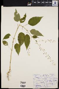 Circaea canadensis image