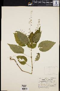 Circaea canadensis image