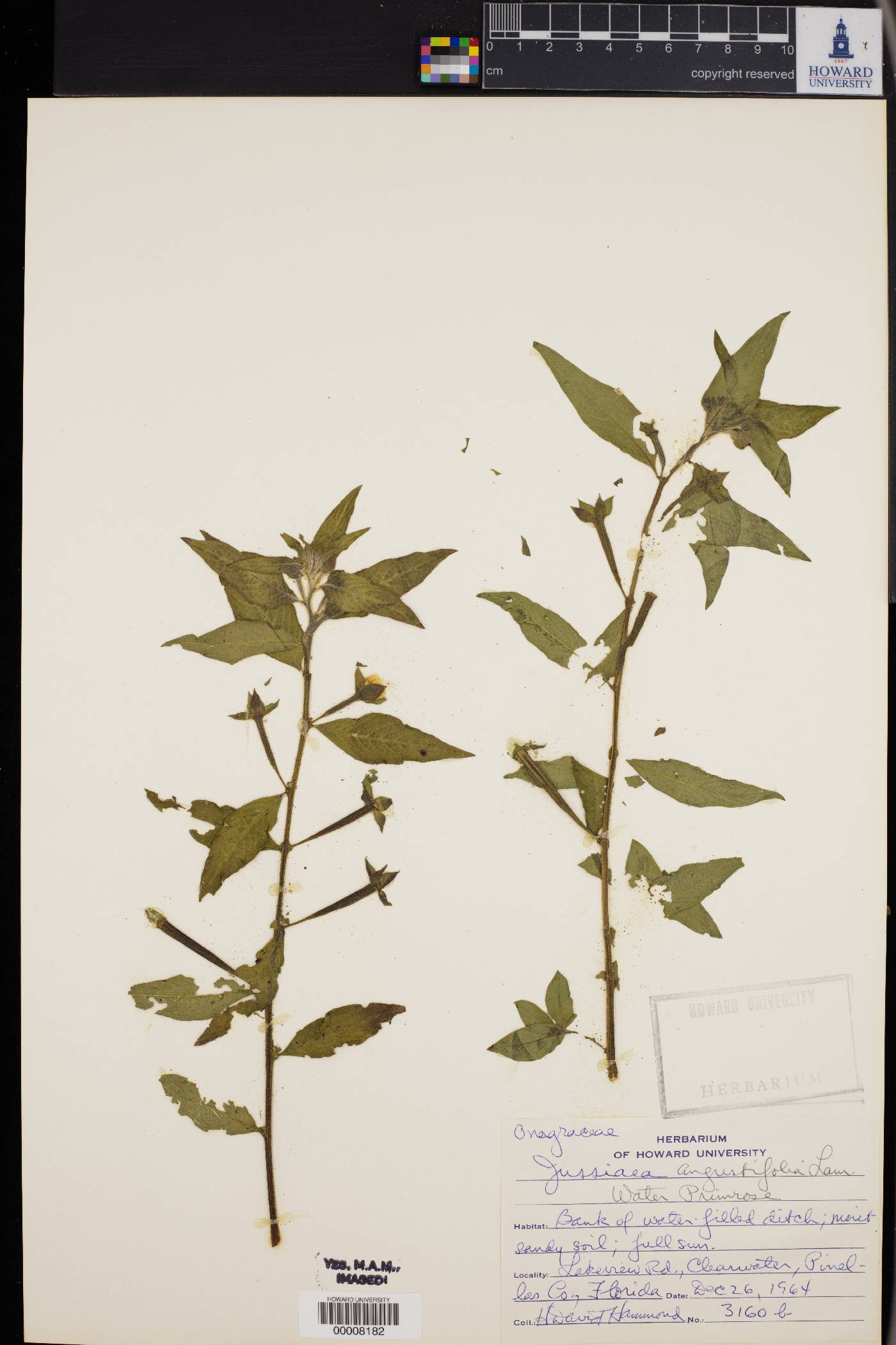 Ludwigia octovalvis subsp. octovalvis image