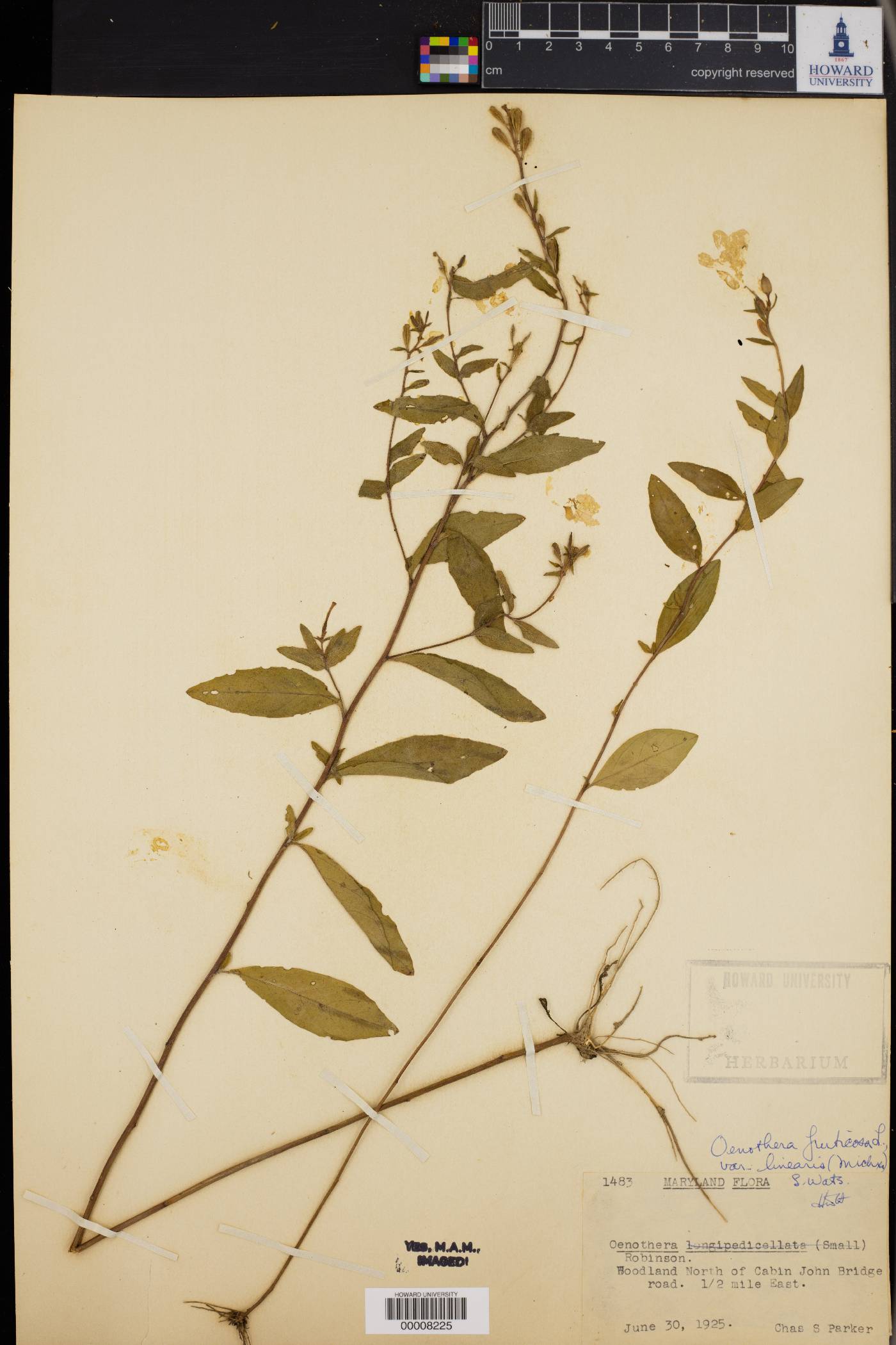 Oenothera fruticosa var. linearis image