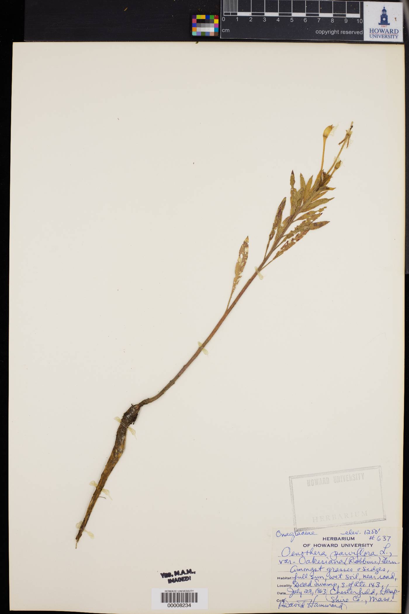 Oenothera parviflora var. oakesiana image