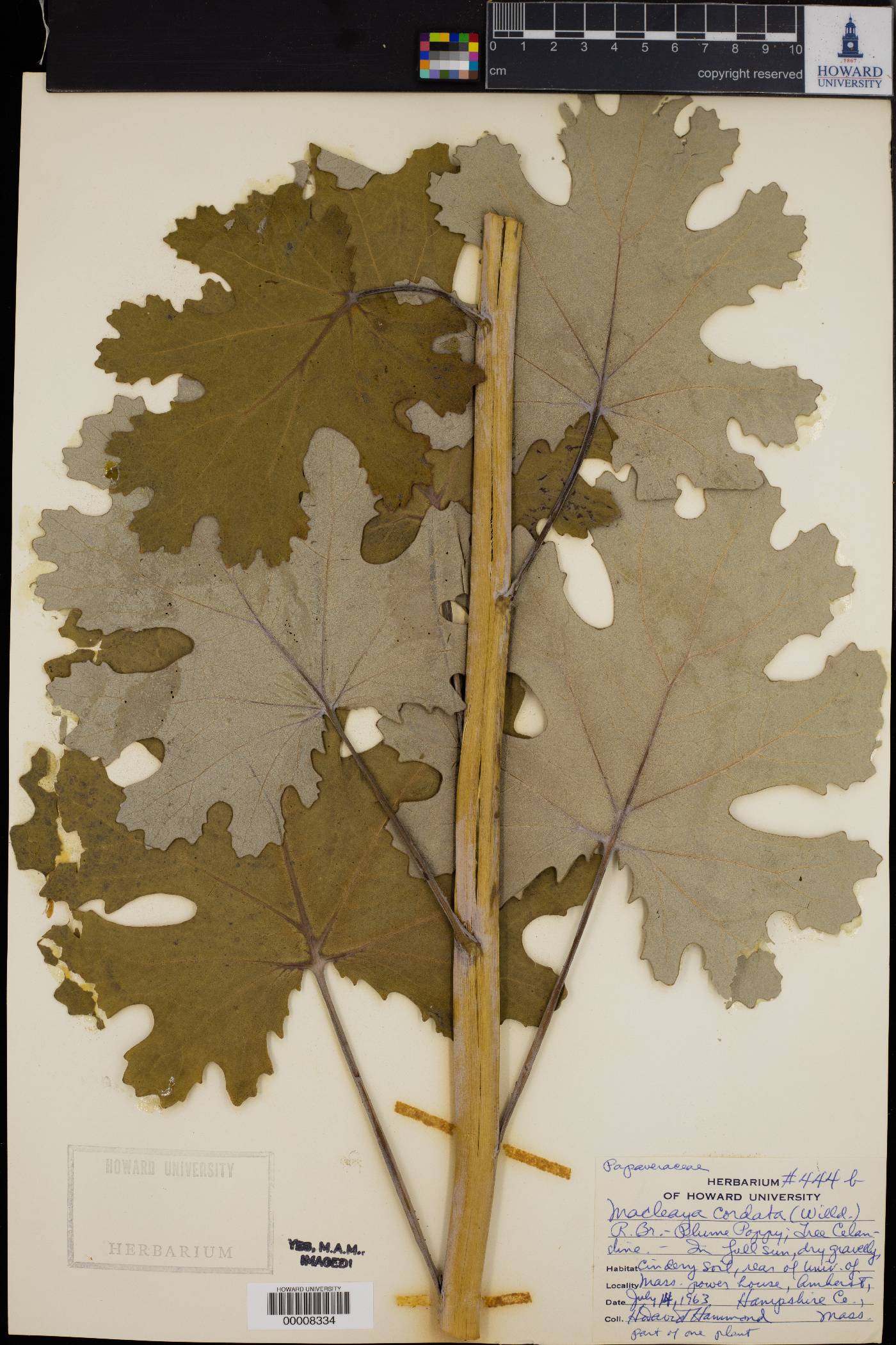 Macleaya cordata image