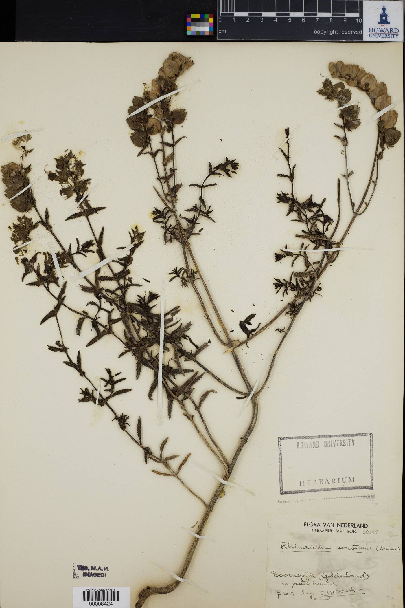 Rhinanthus serotinus image