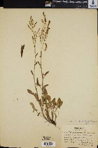 Rumex hastatulus image