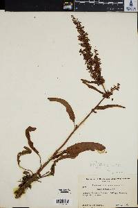 Rumex verticillatus image