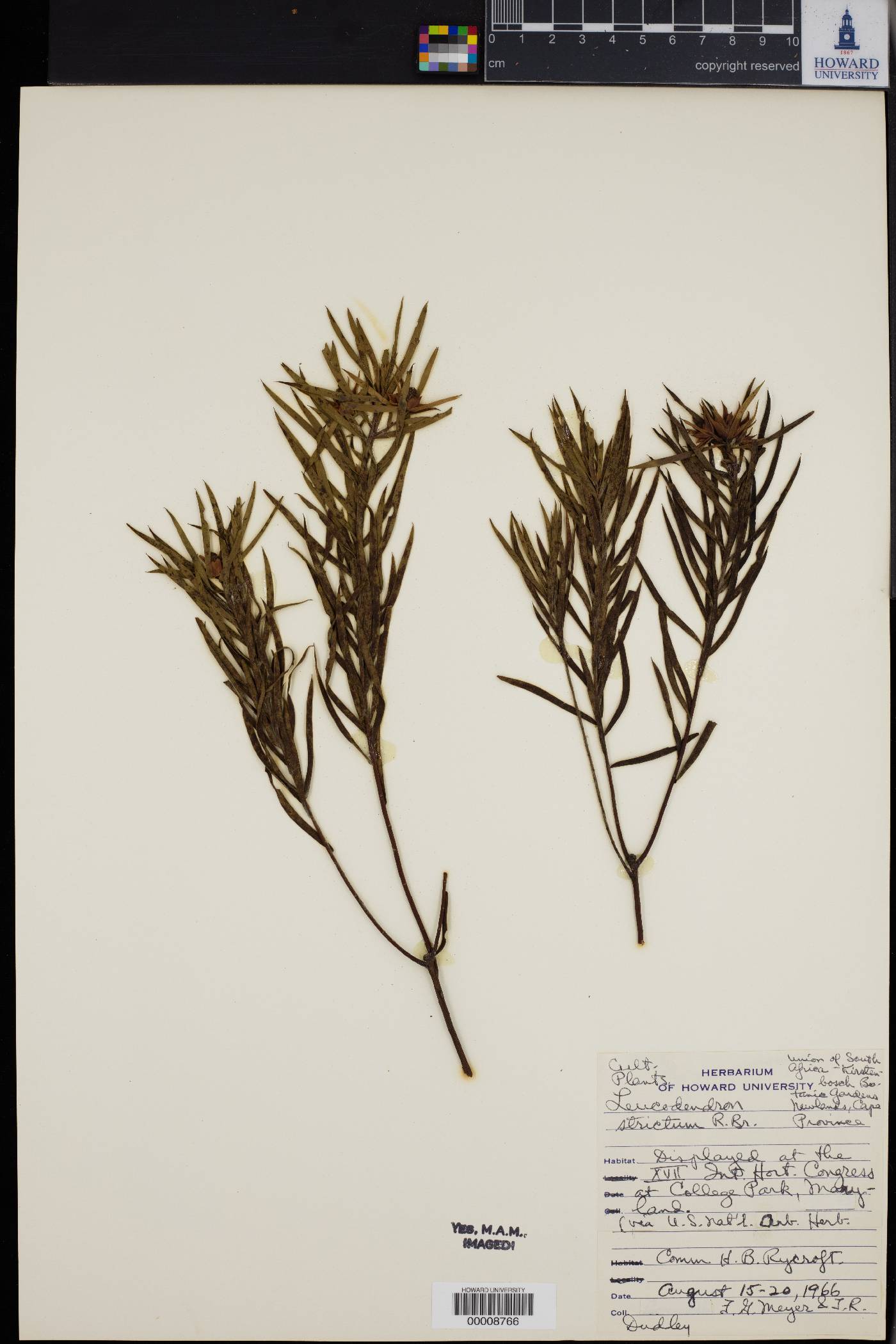 Leucadendron image