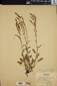 Rumex hastatulus image