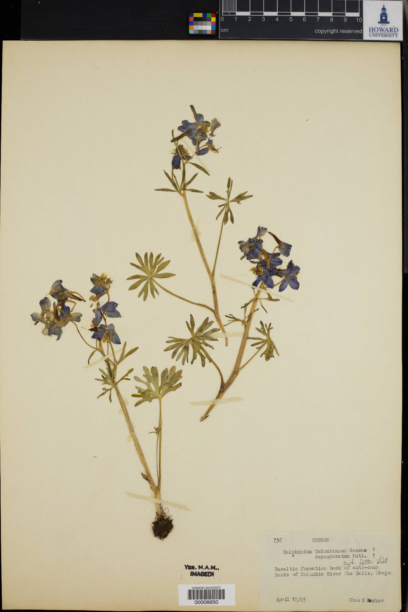 Delphinium depauperatum image