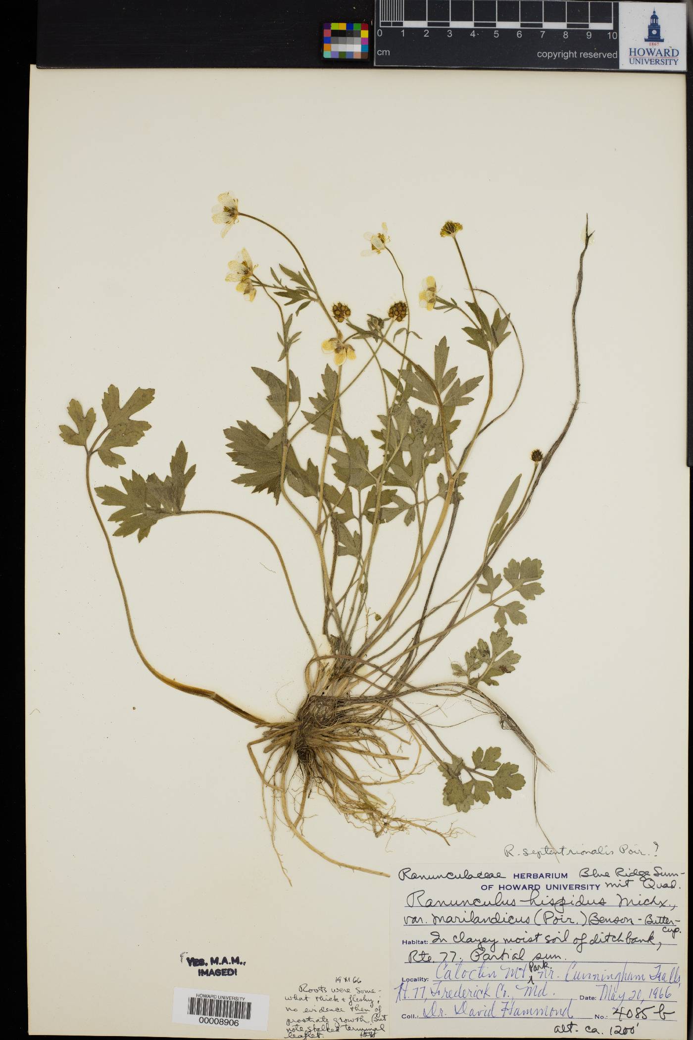 Ranunculus hispidus var. marilandicus image