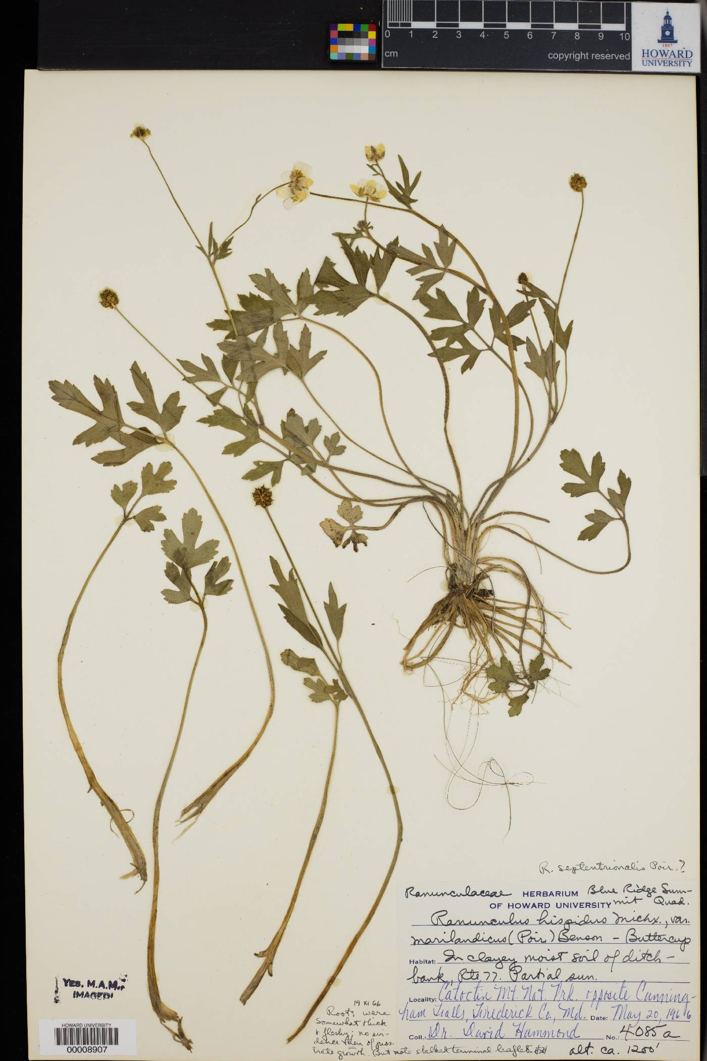 Ranunculus hispidus var. marilandicus image