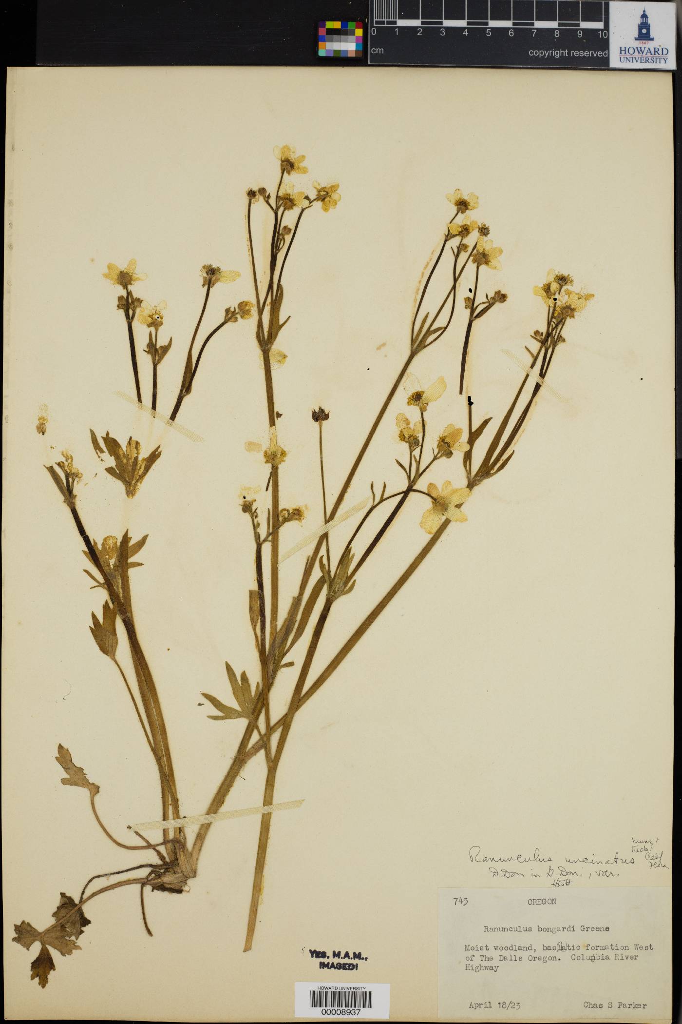 Ranunculus uncinatus image