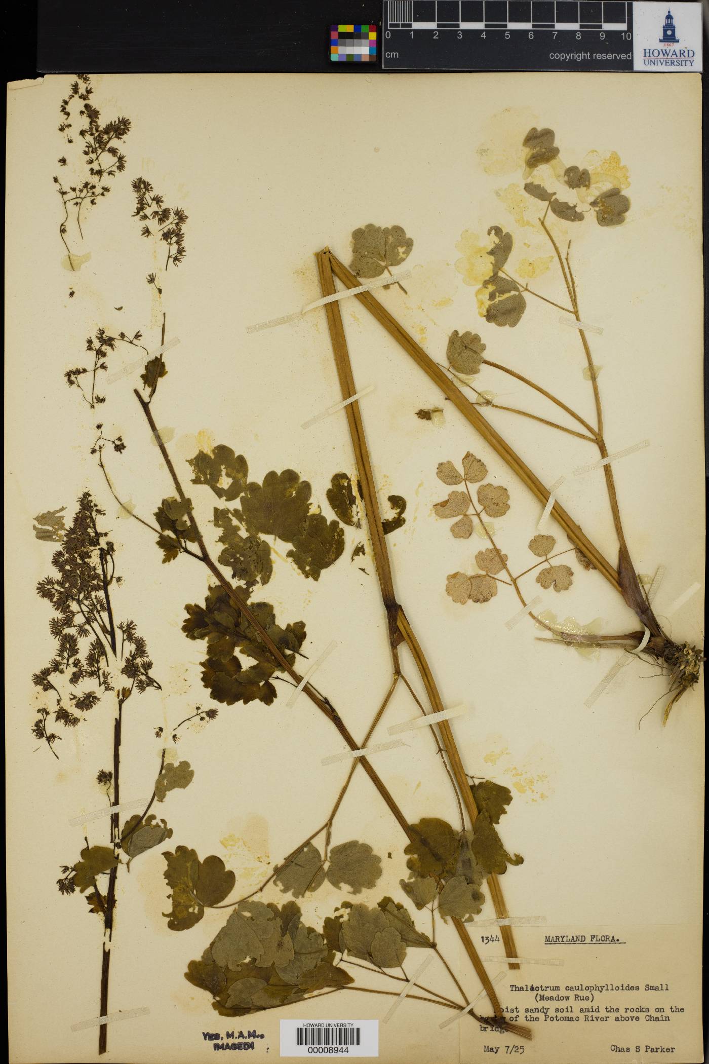 Thalictrum caulophylloides image