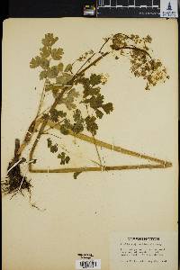 Thalictrum occidentale image