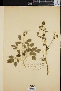 Thalictrum polygamum image