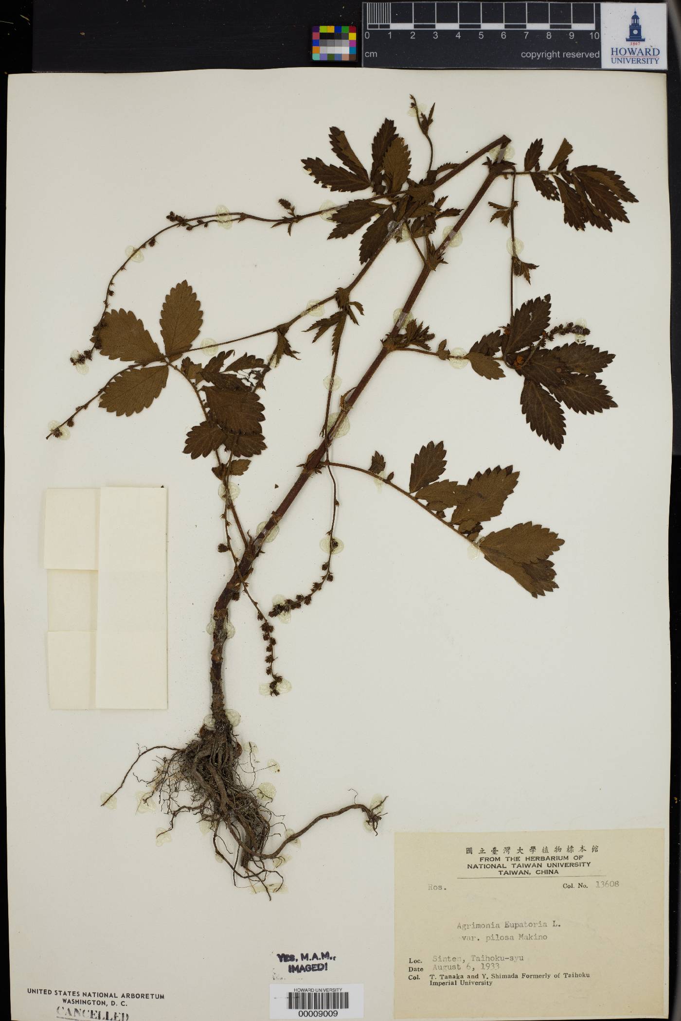 Agrimonia eupatoria image