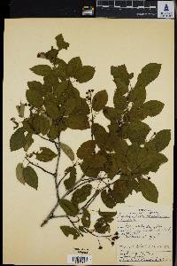 Amelanchier canadensis image