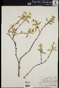 Amelanchier canadensis image