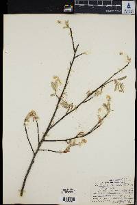 Amelanchier canadensis image