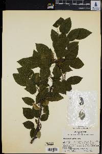 Amelanchier laevis image